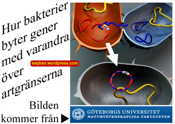 Bakterier o gener